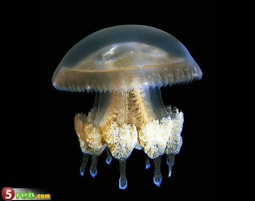 عجائب الطبيعة لحيوانات شفافة!!!! 01_Mastiglas_Jellyfish