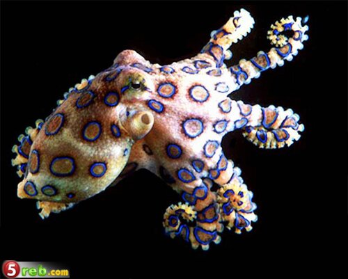 اخطر 10 مخلوقات بالعالم Blue_Ringed_Octopus