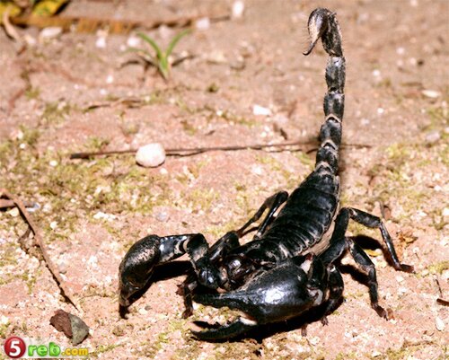 اخطر عشر مخلوقات في العالم Death_Stalker_Scorpion