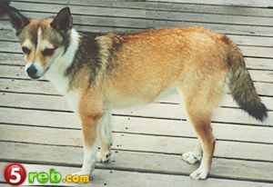 اندر المقتنيات الموجودة فى العالم Lundehund1lz4