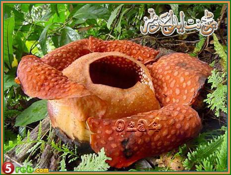 أكبر وردة أو زهرة في العالم وتدعى Rafflesia arnoldii Str31