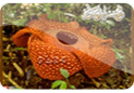 Rafflesia arnoldii A2tkham-zahra