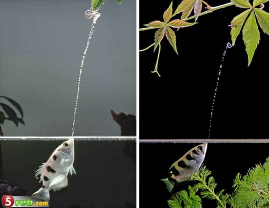 سمكة تأكل الحشرات التي تعيش على اليابسة Archerfish-Tunes-its-Shot-Power-to-the-Prey-Size-2