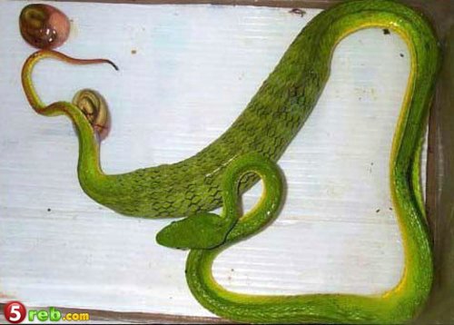 صور ولادة افعى Snake-02