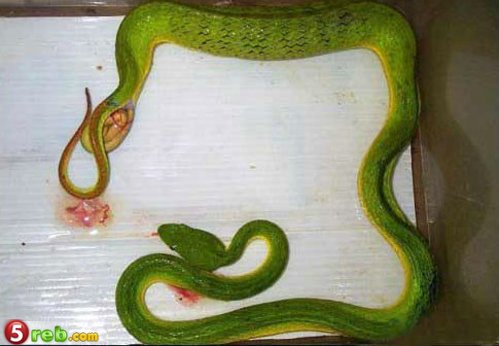 شاهد بالصورة ولادة افعى Snake-03