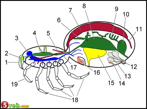 عظمة الخالق في خيوط العنكبوت Sp9