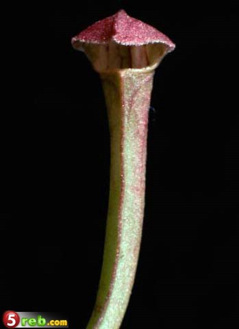 صور نباتات آكلات الحشرات Carnivorous-Plants-14