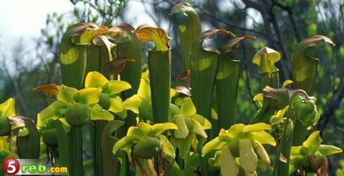 صور نباتات آكلات الحشرات Carnivorous-Plants-15