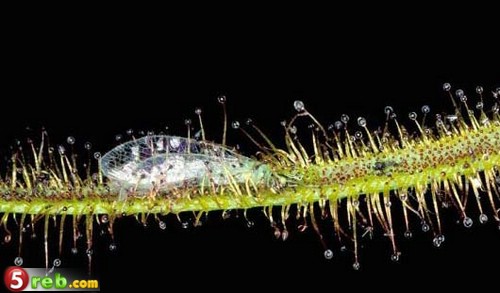 بساط الريح مع نبيلة محمود خليل %%% - صفحة 2 Carnivorous-Plants-17