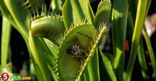 نباتات اكلة الحشرات Carnivorous-Plants-19