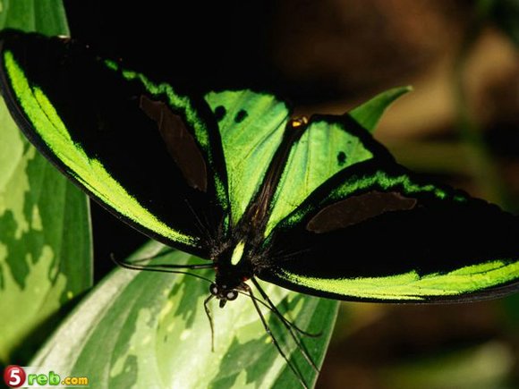 أجمل فراشات العالم Butterflies-birdwing-duplaix_1364_600x450