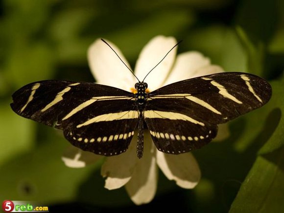 أجمل فراشات العالم Butterflies-zebra-sartore_1373_600x450