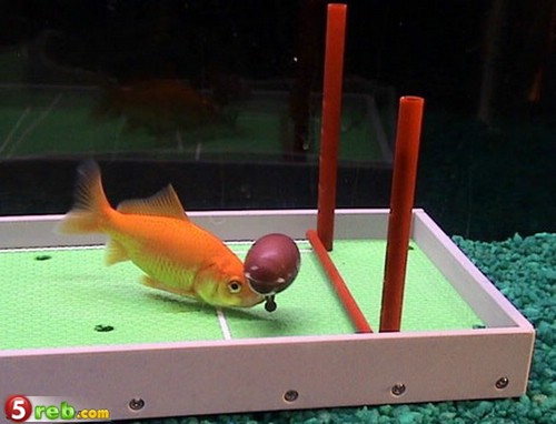 سمكه تلعب الرياضه بجميع انواعها 001_gold_fish