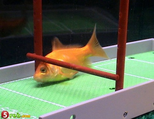 سَمكــَــــــــــه تِلعَب رياضَــــه ^_^ 002_gold_fish