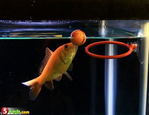 سمكة تلعب العاب رياضيه 006_gold_fish