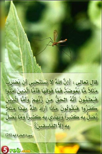 ()()() من عجائب قدرة الله سبحانه وتعالى ()()() Namlah-b3o%279ah-1