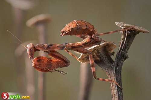 اجمل و اغرب الحشرات في العالم Mackro_photos_049