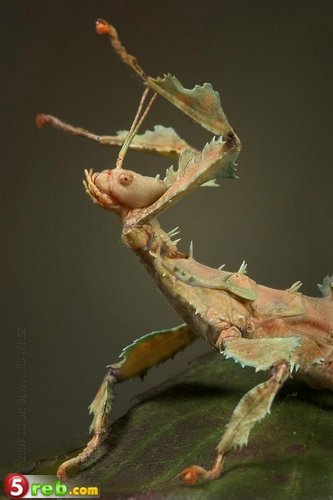  صورة لاجمل و اغرب الحشرات في العالم Mackro_photos_051