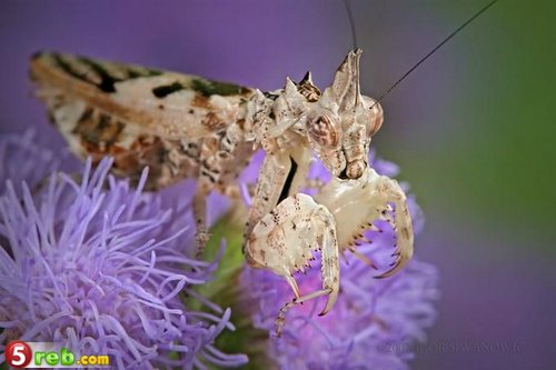 اغرب الحشرات في العالم Mackro_photos_059