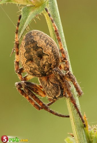 صور حشرات نادرة جدا Macro_29