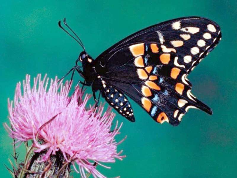 °..اجمل الفراشات في العالم..° Black-butterfly-on-the-pink-flower