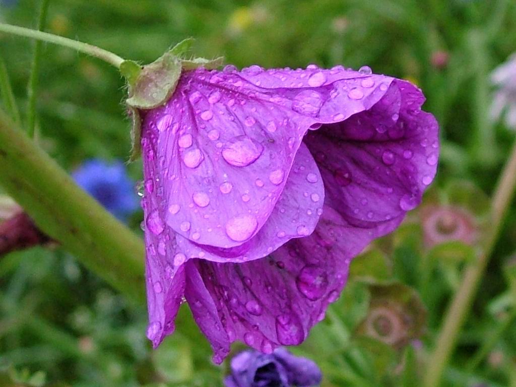 زهرة البنفسج ليك  ياختى  قطرات الندى Wet-violet-flower