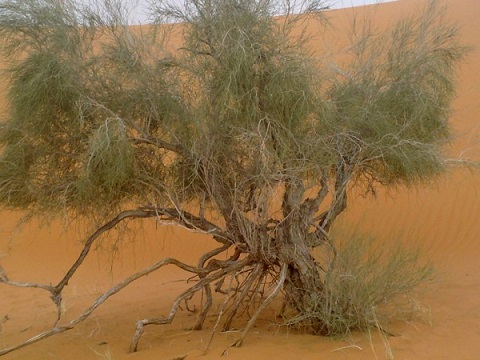 ينمو نبات الارطى في