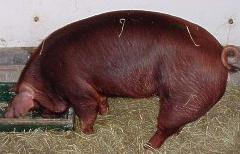 Razas porcinas Duroc_jersey