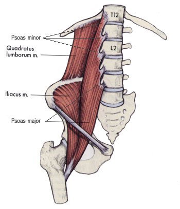 دول بعض صور الابدومن والبلفيس لسنه تانيه Psoas