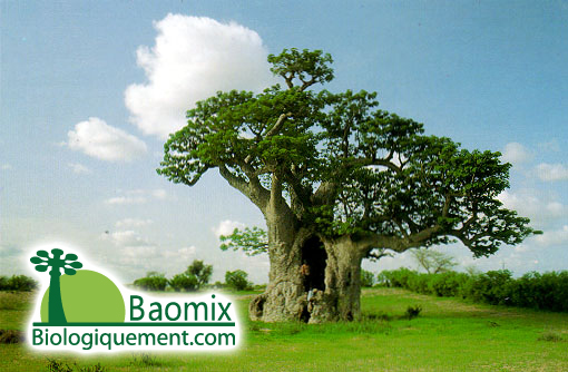 test123test Baobab-fruit-antioxidant-baomix-pulp-leaves-coffee-15