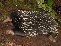 El «Top 20» de los animales más raros del Planeta Echidna--253x190