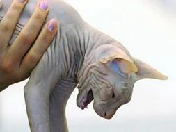 El «Top 20» de los animales más raros del Planeta Sphinx%20gato--253x190