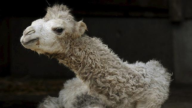 Australia propone el exterminio de camellos para “salvar” al planeta  16246324epa--644x362