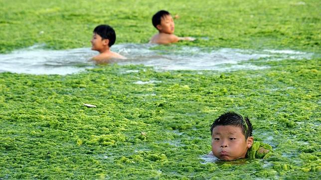 Una invasión de algas amenaza las costas chinas. Algas6--644x362