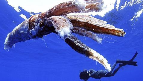 Hallan un calamar gigante flotando en aguas de Tenerife Calamar-gigante-tenerife2--478x270