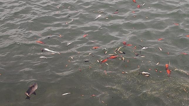 ERUPCION SUBMARINA EN LA ISLA DE EL HIERRO  - Página 2 Peces-hierro-efe--644x362