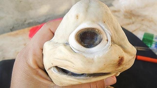 Las diez especies más raras de 2011 One-eyed-cyclops-shark-pup--644x362