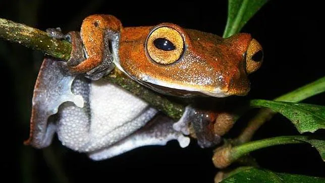 Las diez especies más raras de 2011 Vampire-flying-frog--644x362