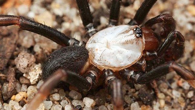 Las diez especies más raras de 2011 White-albino-spider--644x362