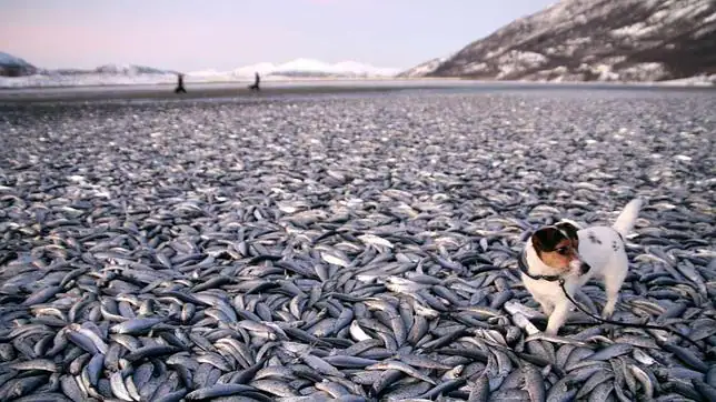 Miles de peces muertos aparecen en NORUEGA Molly_peces--644x362