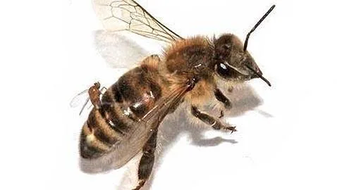 Hallan una Mosca parásito que convierte a las abejas en Zombies Mosca-abeja-parasitaria--478x270