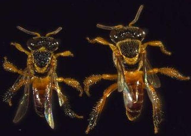 Descubren en Brasil las primeras abejas «soldado» Abejas--644x460