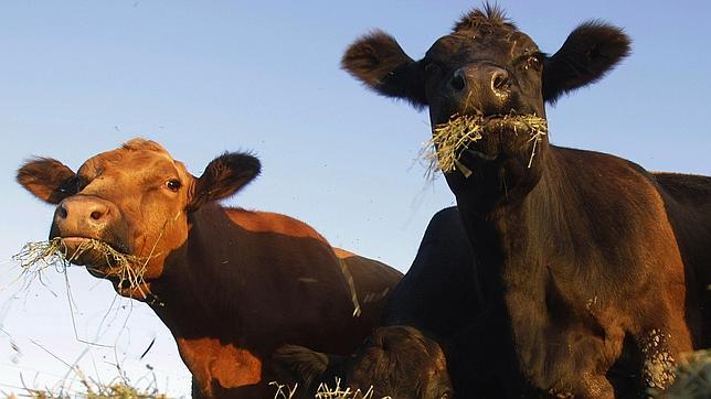 Doblemente basura  -  La primera carne artificial será realidad en otoño Vacas--644x362