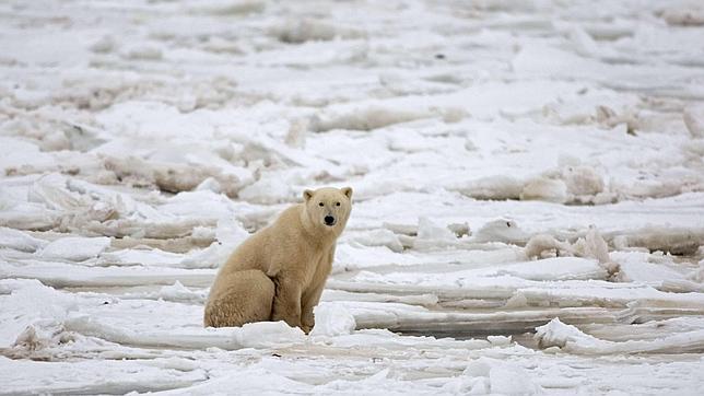 Una inexplicable alopecia aqueja a los osos, focas y morsas de Alaska. Oso-polar--644x362