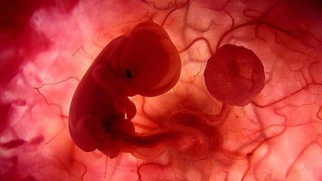 El número áureo, descubierto en el útero Utero--644x362