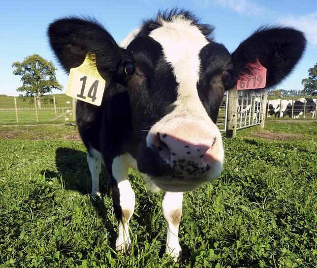 «Daisy», la vaca clonada que puede acabar con la alergia a la leche  DAISY-vaca-clonada--644x544