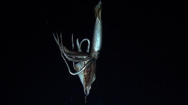 Captan en Japón las primeras imágenes de un calamar gigante en el fondo marino Calamargigante--644x362