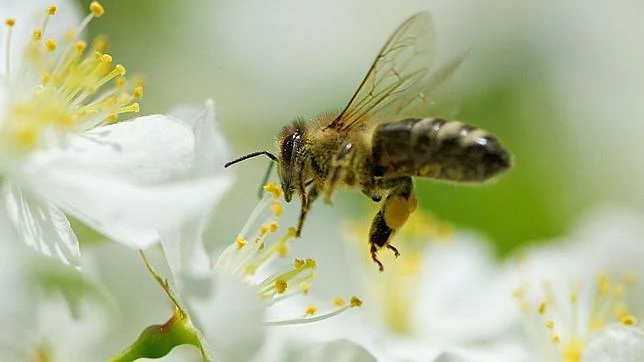 Ciencia Descubren que las flores emiten señales eléctricas  Abeja-flor--644x362