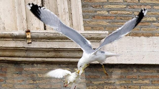 Una gaviota y un cuervo atacan a las palomas de la paz del Papa Francisco Gaviota--644x362