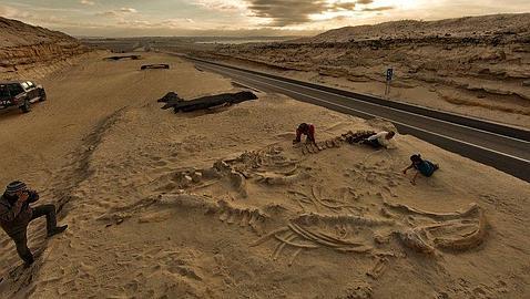 Arqueología y Paleontología Ballenas-carretera--478x270